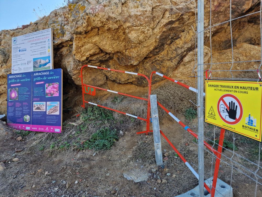 Bothier - Actualité - Arrachage des griffes de sorcières sur l’île de La Pietra, en Corse