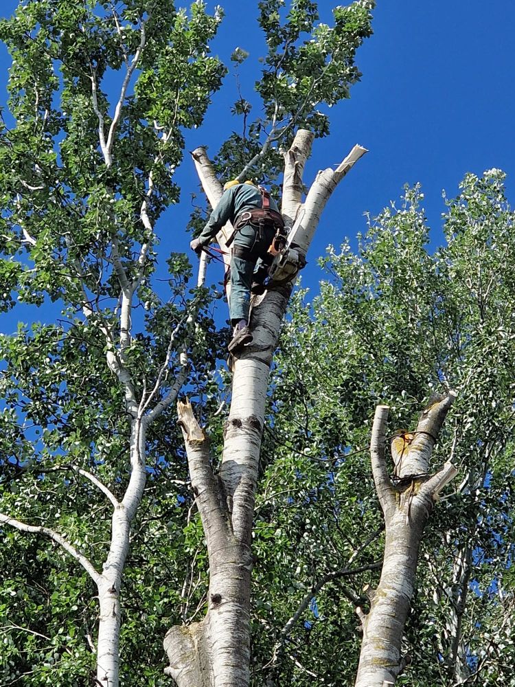 Démontage d’arbres à Saint-Martin-de-Crau (13)